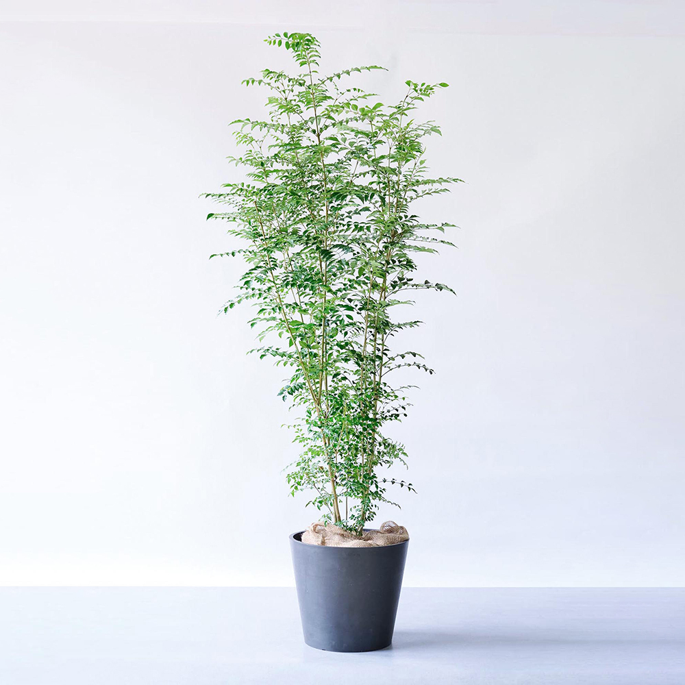 シマトネリコ XL シマトネリコ XL ECOPOTS Amsterdam ブラック