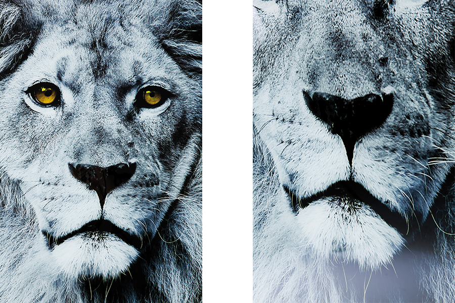 【廃番】Picture Glass Face Lion 80x80cmインテリア