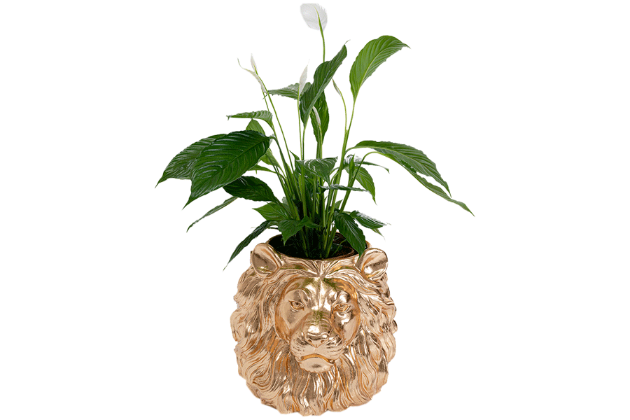 ライオンゴールド デコプランター - 植木鉢・プランターの通販 