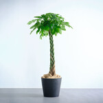 パキラ ねじり XL パキラ ねじり XL ECOPOTS Amsterdam  ブラック