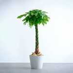 パキラ ねじり XL パキラ ねじり XL ECOPOTS Amsterdam   ホワイトグレー