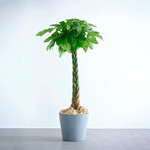 パキラ ねじり XL パキラ ねじり XL ECOPOTS Amsterdam  ブルーグレー