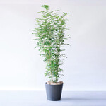 シマトネリコ XL シマトネリコ XL ECOPOTS Amsterdam ブラック