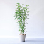 シマトネリコ XL シマトネリコ XL ECOPOTS Amsterdam トープ