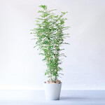 シマトネリコ XL シマトネリコ XL ECOPOTS Amsterdam ホワイトグレー