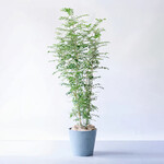 シマトネリコ XL シマトネリコ XL ECOPOTS Amsterdam ブルーグレー