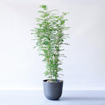 シマトネリコ XL シマトネリコ XL ECOPOTS Oslo ブラック