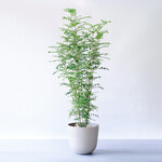 シマトネリコ XL シマトネリコ XL ECOPOTS Oslo トープ