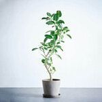 フィカス・ベンガレンシス まがり L フィカス・ベンガレンシス まがり L ECOPOTS Amsterdam トープ