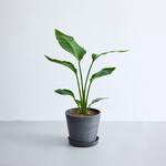 ストレリチア・オーガスタ S ストレリチア・オーガスタ S ECOPOTS Amsterdam ブラック