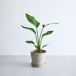 ストレリチア・オーガスタ S ストレリチア・オーガスタ S ECOPOTS Amsterdam トープ