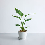 ストレリチア・オーガスタ S ストレリチア・オーガスタ S ECOPOTS Amsterdam ホワイトグレー
