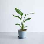 ストレリチア・オーガスタ S ストレリチア・オーガスタ S ECOPOTS Amsterdam ブルーグレー