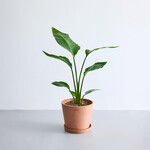 ストレリチア・オーガスタ S ストレリチア・オーガスタ S ECOPOTS Amsterdam テラコッタ