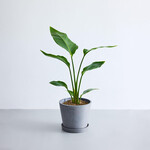 ストレリチア・オーガスタ S ストレリチア・オーガスタ S ECOPOTS Amsterdam グレー