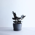 ザミオクルカス・レイヴン Table-L ザミオクルカス・レイヴン Table-L ECOPOTS Stockholm ブラック