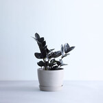 ザミオクルカス・レイヴン Table-L ザミオクルカス・レイヴン Table-L ECOPOTS Stockholm トープ
