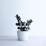 ザミオクルカス・レイヴン Table-L ザミオクルカス・レイヴン Table-L ECOPOTS Stockholm ホワイトグレー