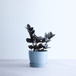 ザミオクルカス・レイヴン Table-L ザミオクルカス・レイヴン Table-L ECOPOTS Stockholm ブルーグレー