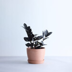 ザミオクルカス・レイヴン Table-L ザミオクルカス・レイヴン Table-L ECOPOTS Stockholm テラコッタ