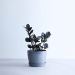 ザミオクルカス・レイヴン Table-L ザミオクルカス・レイヴン Table-L ECOPOTS Stockholm グレー