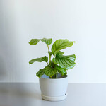 カラテア・オービフォリア Table-L カラテア・オービフォリア Table-L ECOPOTS Stockholm ホワイトグレー