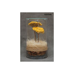 DRY CYLINDER with LID　Achillea 