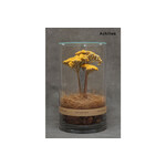 DRY CYLINDER with LID　Achillea 