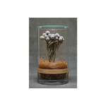 DRY CYLINDER with LID　Brunia 