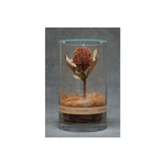 DRY CYLINDER with LID　Banksia Coccinea 