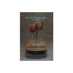 DRY CYLINDER with LID　Banksia Coccinea 