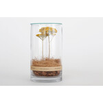 DRY CYLINDER with LID　Achillea 
