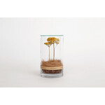 DRY CYLINDER with LID　Achillea 