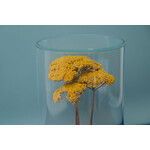DRY CYLINDER with LID　Achillea 