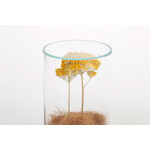 DRY CYLINDER with LID　Achillea 