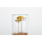 DRY CYLINDER with LID　Achillea 