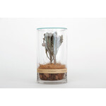 DRY CYLINDER with LID　Brunia 