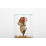 DRY CYLINDER with LID　Banksia Coccinea 