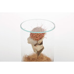 DRY CYLINDER with LID　Banksia Coccinea 