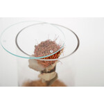 DRY CYLINDER with LID　Banksia Coccinea 