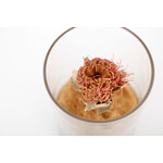 DRY CYLINDER with LID　Banksia Coccinea 