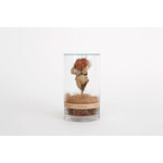 DRY CYLINDER with LID　Banksia Coccinea 