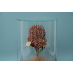 DRY CYLINDER with LID　Banksia Coccinea 