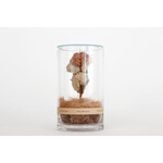 DRY CYLINDER with LID　Banksia Coccinea 