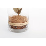 DRY CYLINDER with LID　Banksia Coccinea 