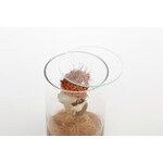 DRY CYLINDER with LID　Banksia Coccinea 