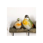 エキゾチックバード コ―トラック 