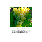 ディフューザー100ml シャンパン * 