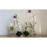 フラワーベース Canyon Vase Mini 