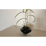 フラワーベース Canyon Vase Mini 